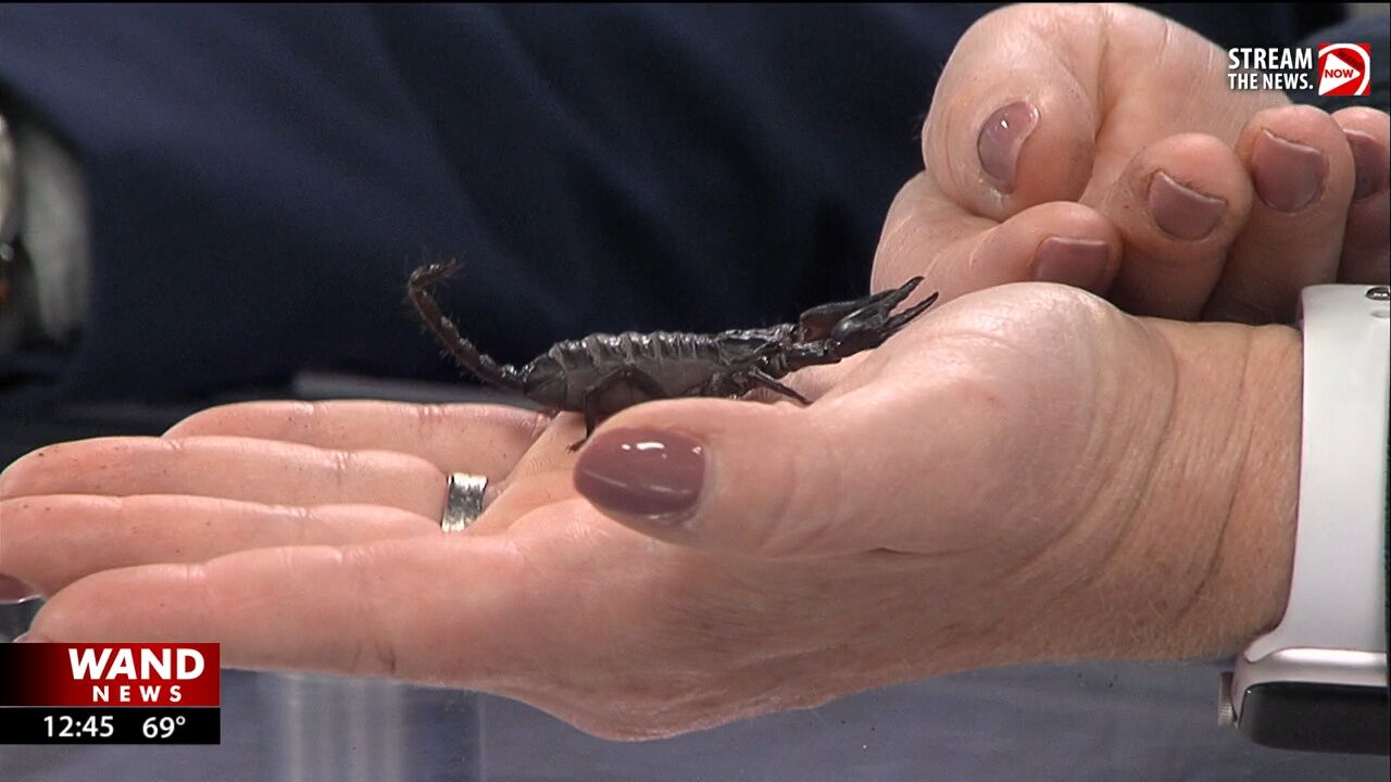 Asian Forest Scorpion visits the WAND studios from Scovill Zoo